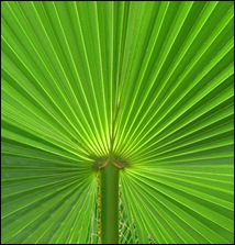 Palm Leaf-5