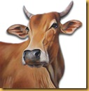 cow_img