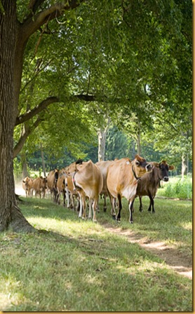 cow-herd-0709-de