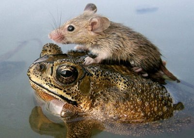 [mouse-frog_big India monsoon natl geo[6].jpg]