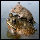 mouse-frog_big India monsoon natl geo