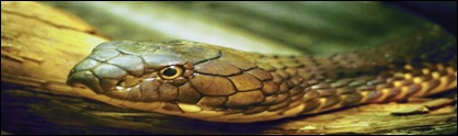 snake_1 snake_1