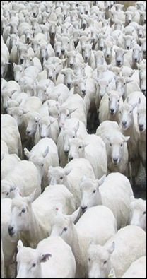 sheep2