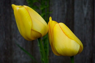 DSCF2388_tulips[1]
