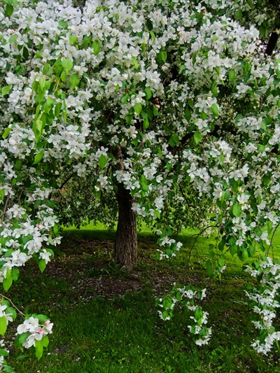 DSCF2422_apple_blossoms[1]