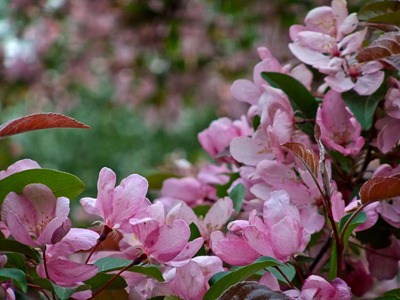 DSCF2428_cherry_blossoms[1]