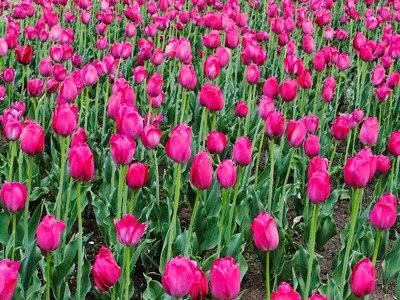 DSCF2459_tulips[1]