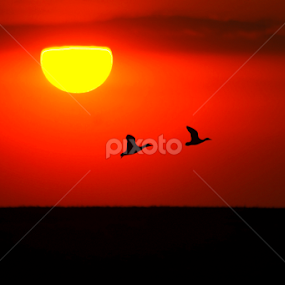 March sunset by Doina Russu - Landscapes Sunsets & Sunrises