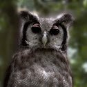 Milky Eagle Owl
