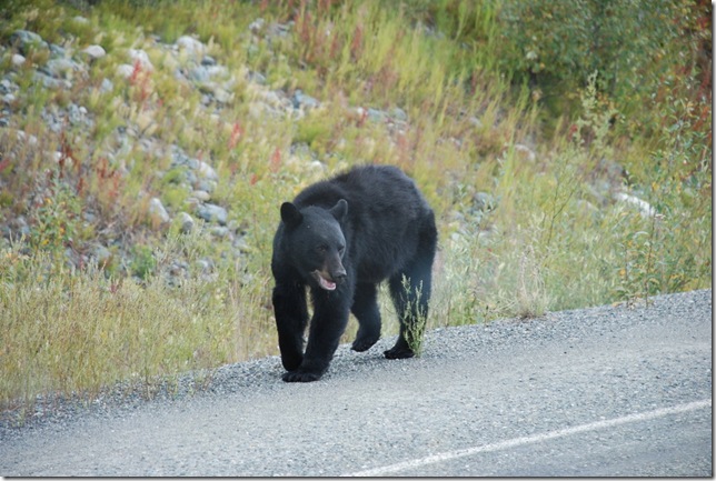 08-22-09 Alaskan Highway - Yukon 074