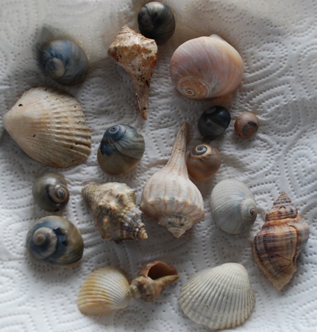 [03-14-11 B1 Holly Beach Shells- SR27 001c[3].jpg]