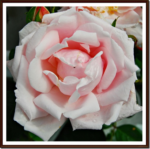 Rosa rose klatre