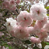 Cherry Fudan Sakura