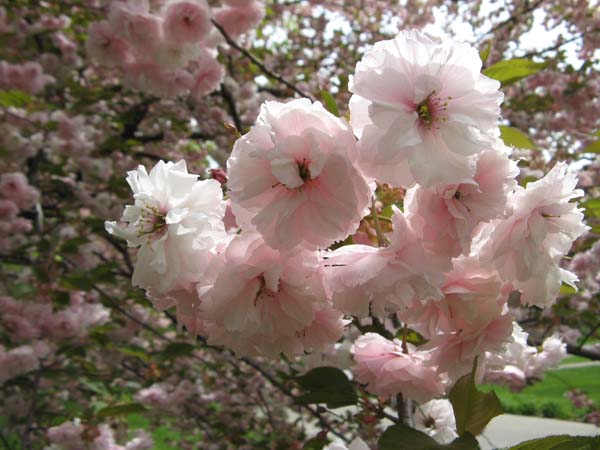Cherry Fudan Sakura
