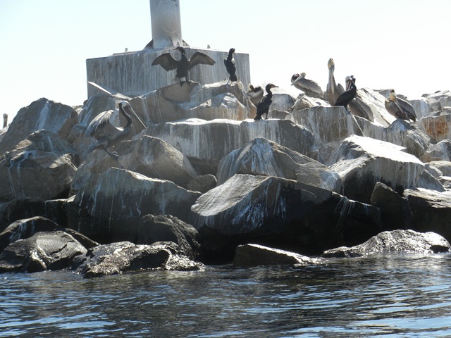 [Cormorants pelicans[3].jpg]