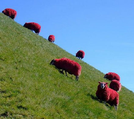 red-sheep (5)