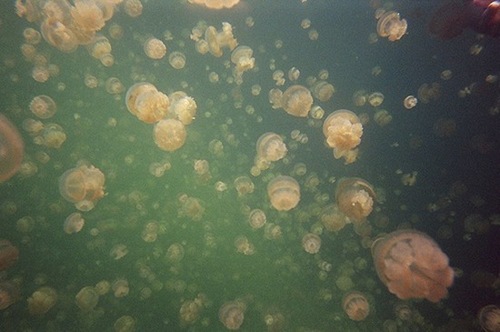 jellyfish-lake (2)