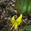 Trout-Lily