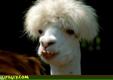 Crazy Llama