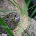 American Toad