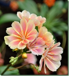 Lewisia