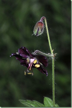 Geranium phaeum 'Samobor'