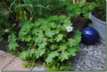 Geranium cantabrigiense ´Biokovo´