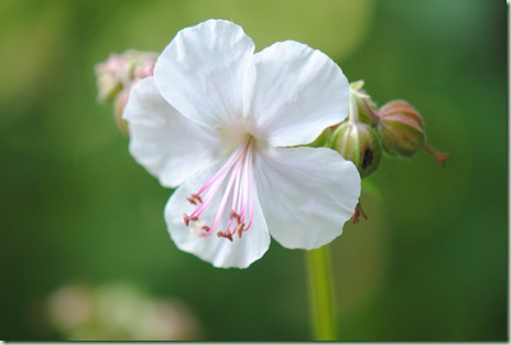 Geranium cantabrigiense ´Biokovo´