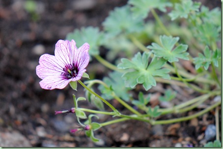 Geranium cinereum ´Ballerina´