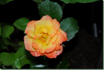 liten orange ros i lunden