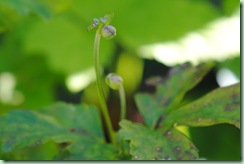 Anemone hybrida ‘Pamina’