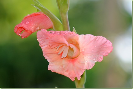 Gladiolus 'Queensday'