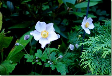 Anemone tomentosa ‘ Robustissima’