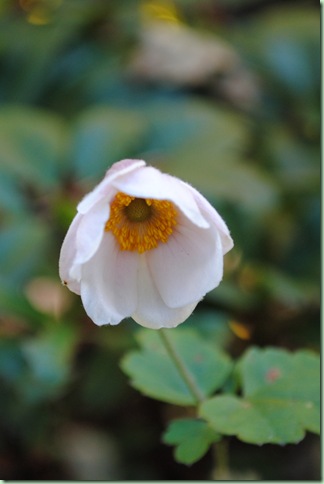 Anemone japonica hybrid,Honorine Jobert Dafo
