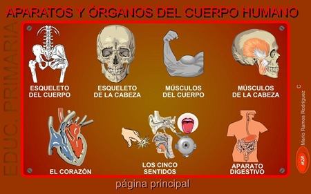 Aparatos y órganos del cuerpo humano