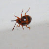 Nocturnal Ladybug