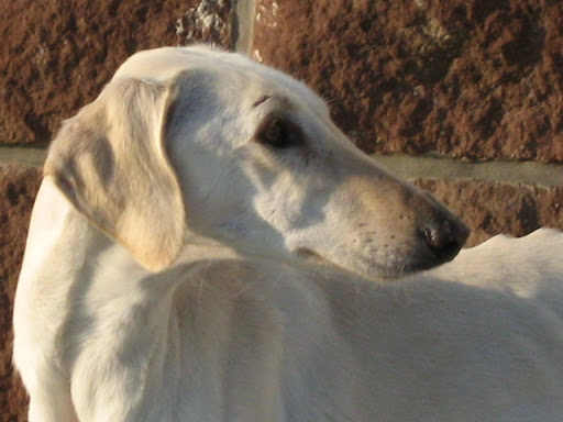 IMG_6885.JPG