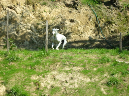 IMG_0275.JPG