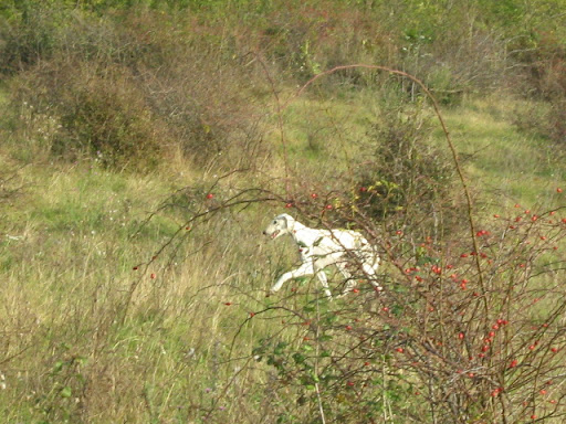 IMG_0964.JPG