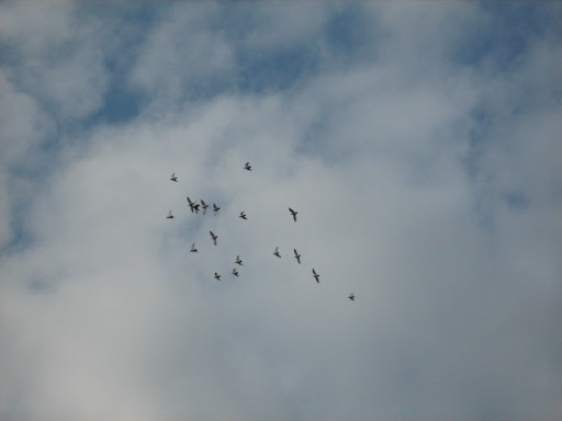 IMG_2772.JPG