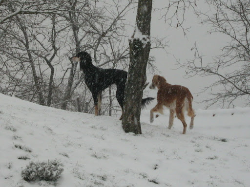 IMG_3107.JPG