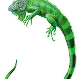 Reptiles (14).jpg
