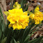 Daffodil