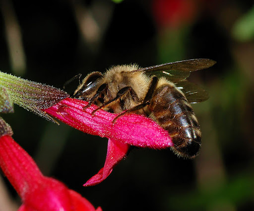 apis mellifera mellifera (joaquim alves gaspar)
