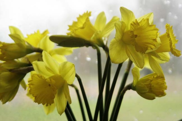 [Daffodils 1[4].jpg]