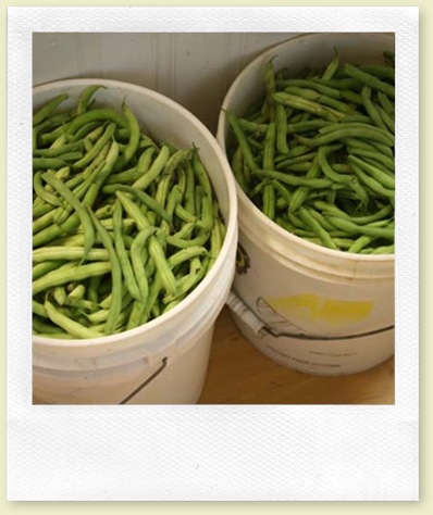 10 gallons of green beans!