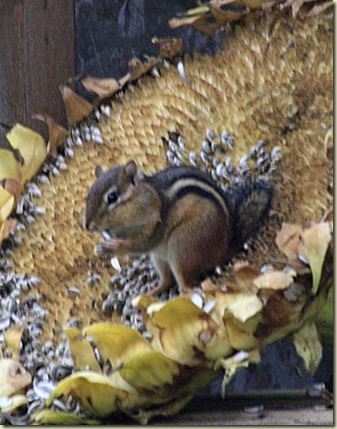 sunflower chipmunk4