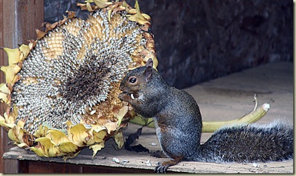 sunflower squirrel1