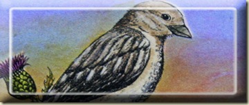 Sparrow closeup fleamarketfind lg blk
