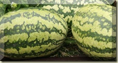 watermelon blk